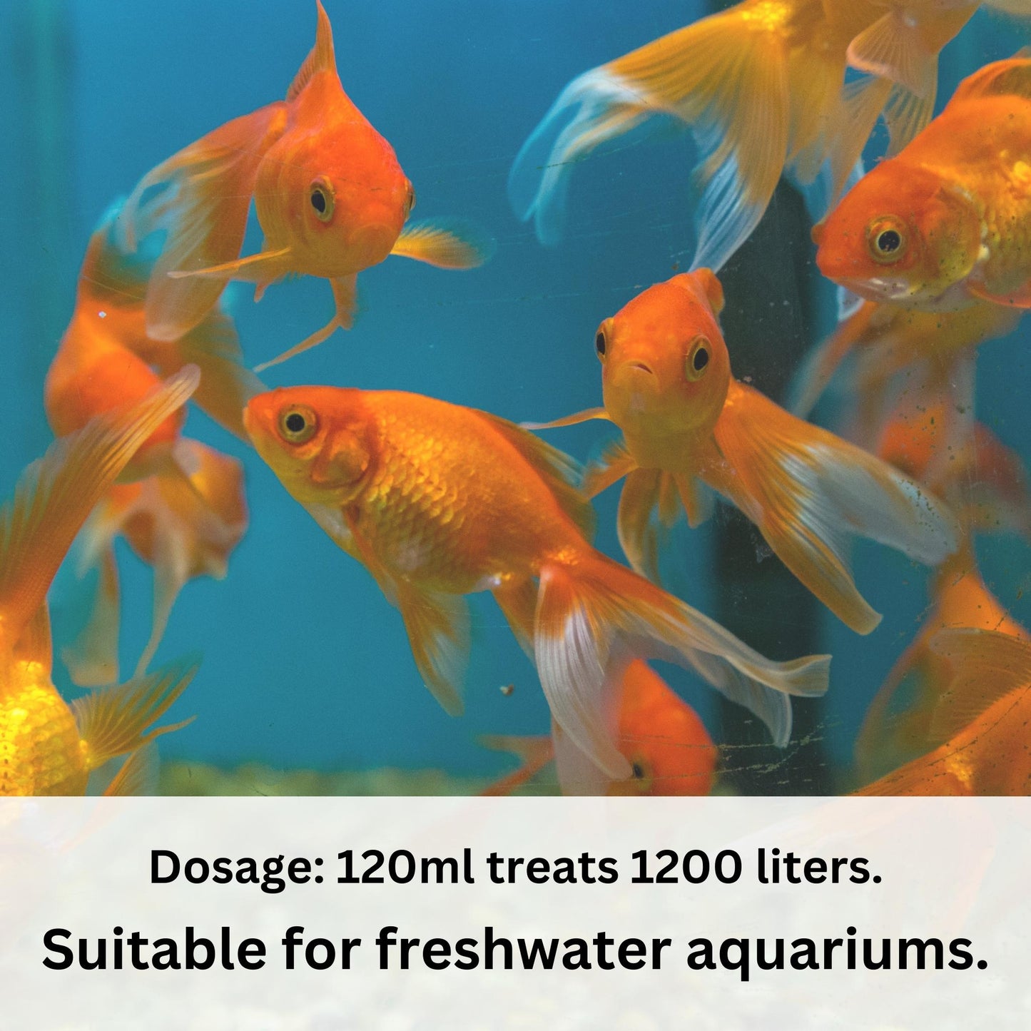 Foodie Puppies Aquarium/Fish Tank Bacteria Fix - FW (120ml, Pack of 2)