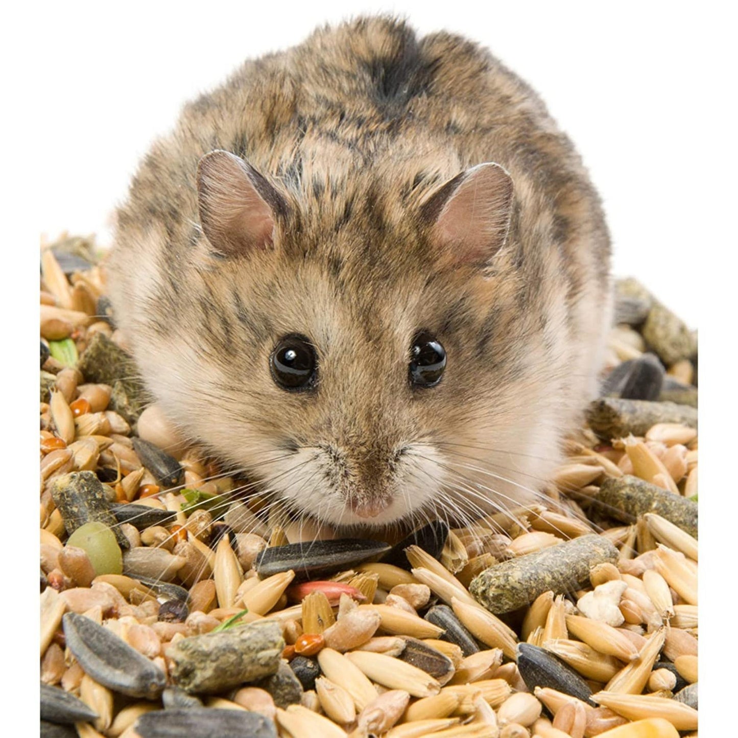 Foodie Puppies Hamster Food Pellets Highly Nutritious Diet, 1Kg
