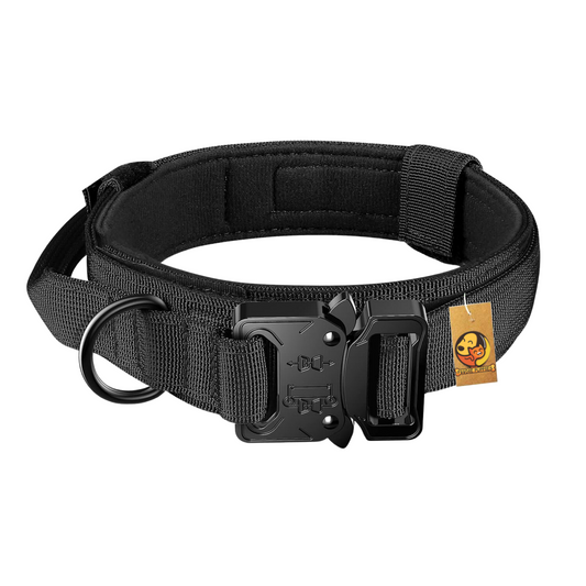 pet collar leash 