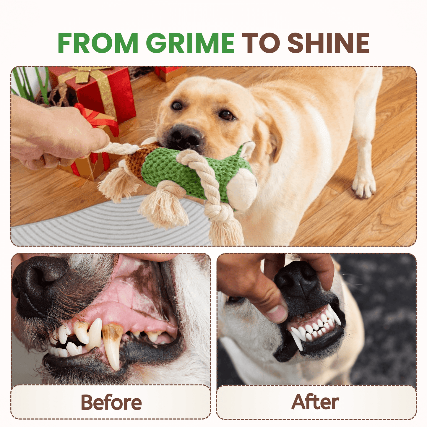 dog playful toy