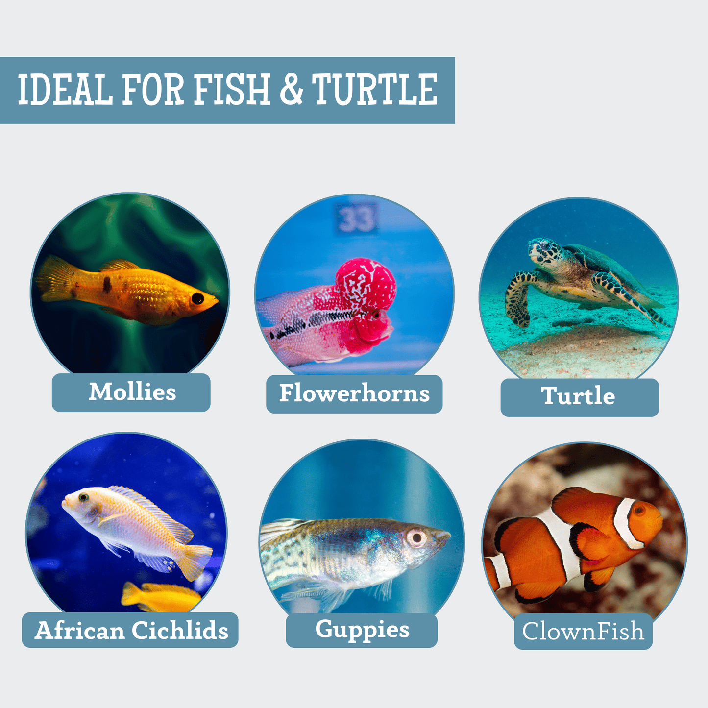 Freeze-Dried Blood Worms (35g, Pack of 2) for Fish and Turtles