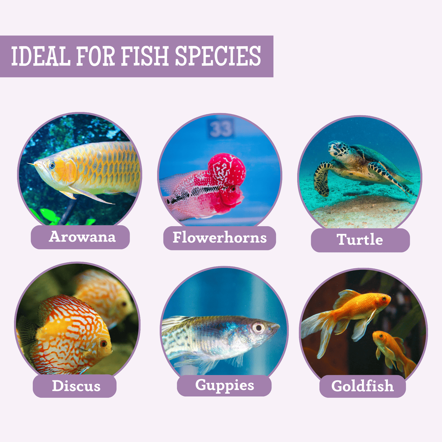 80g Freeze Dried Tubifex Worms Fish Food