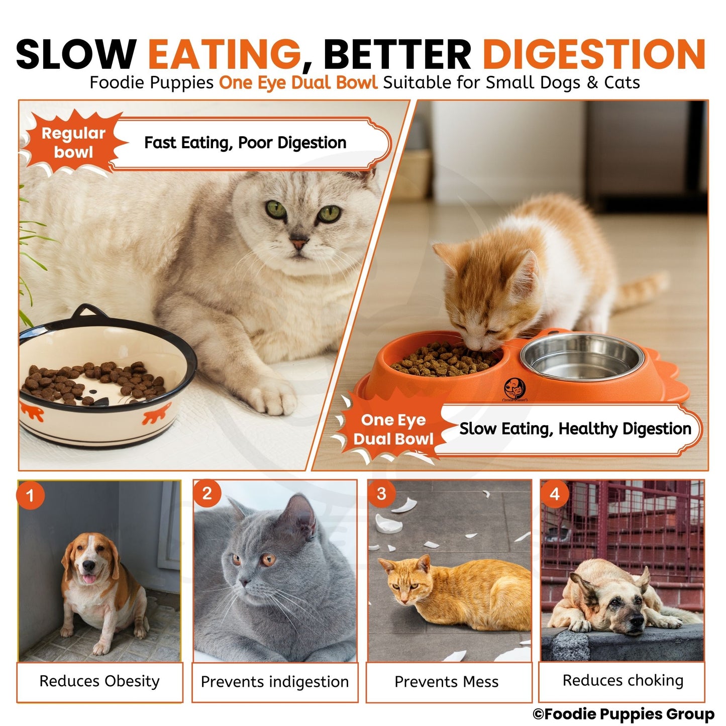 Pet Double Feeding Tilted Cat Bowl for Cats, Kittens & Puppies