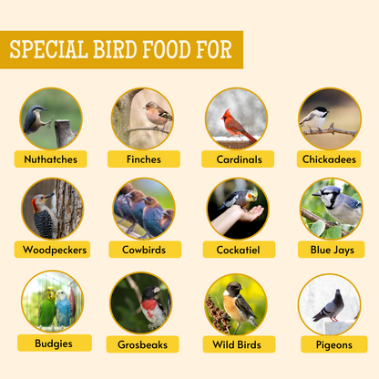 food for bird 