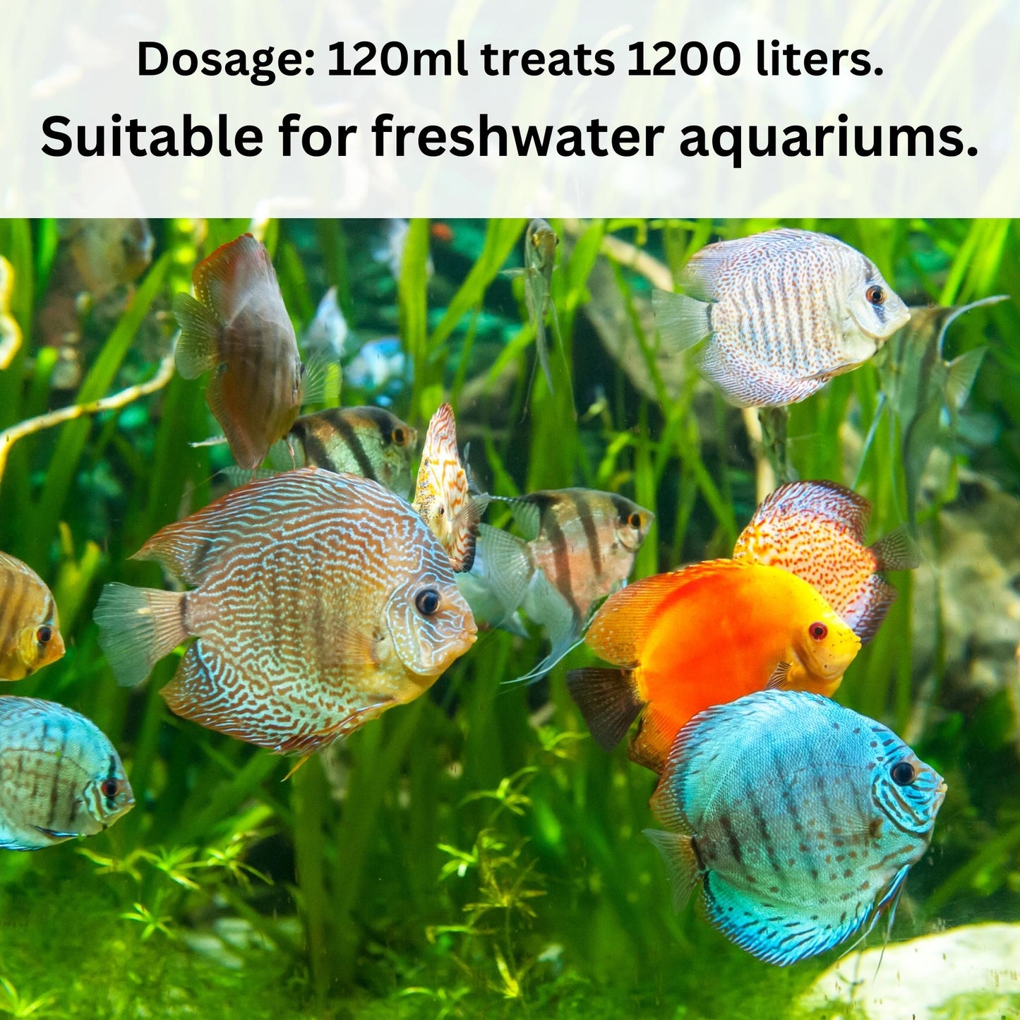 Foodie Puppies Aquarium/Fish Tank Stress Ease - FW (120ml, Pack of 2)