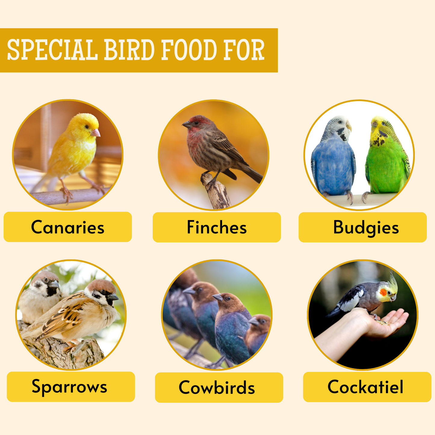 bird natural food 