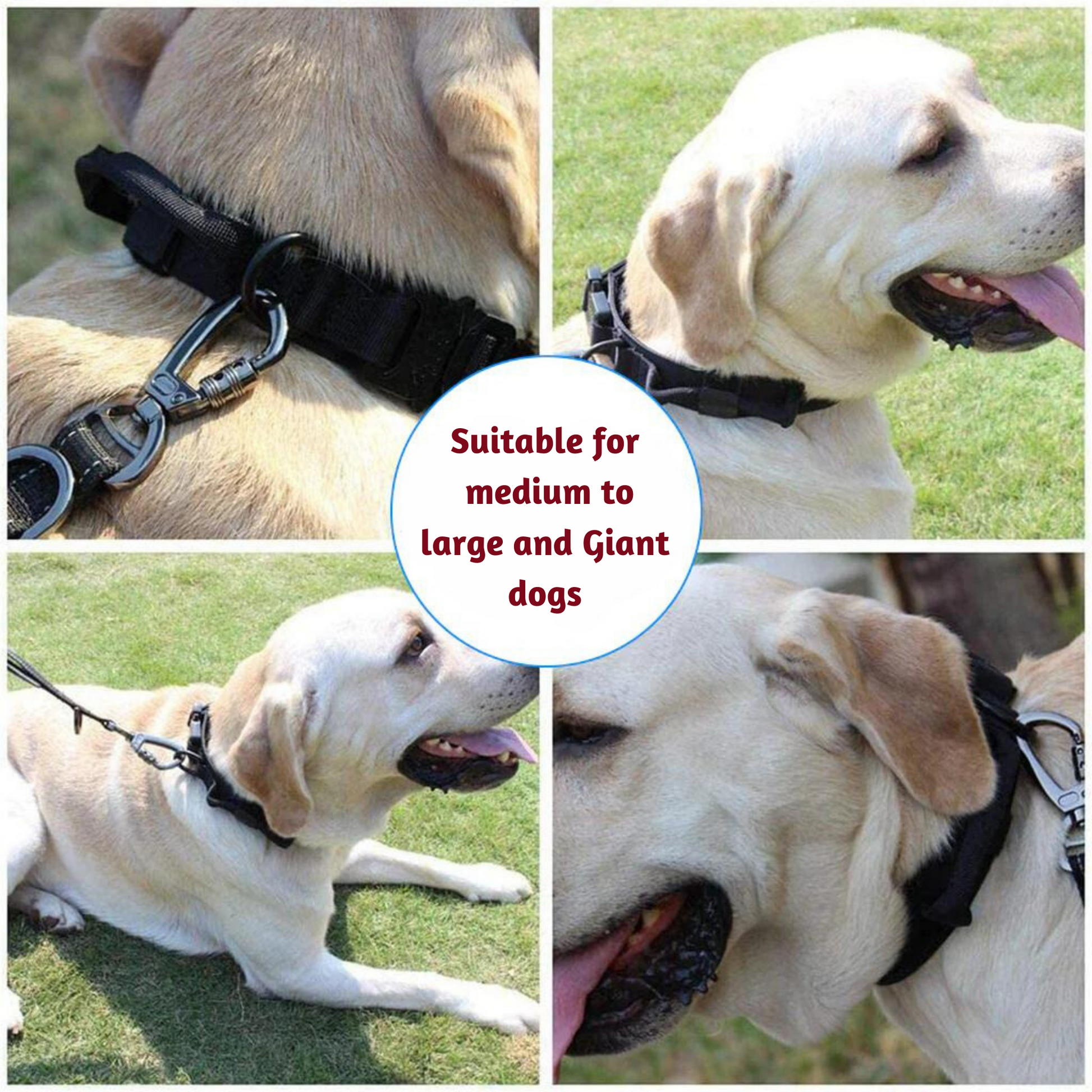 collar leash for dog