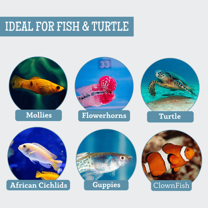 Freeze-Dried Blood Worms (35g, Pack of 2) for Fish and Turtles